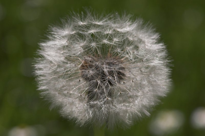 imagesNatur und Co01111pusteblume.jpg